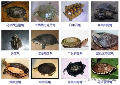 龜的種類